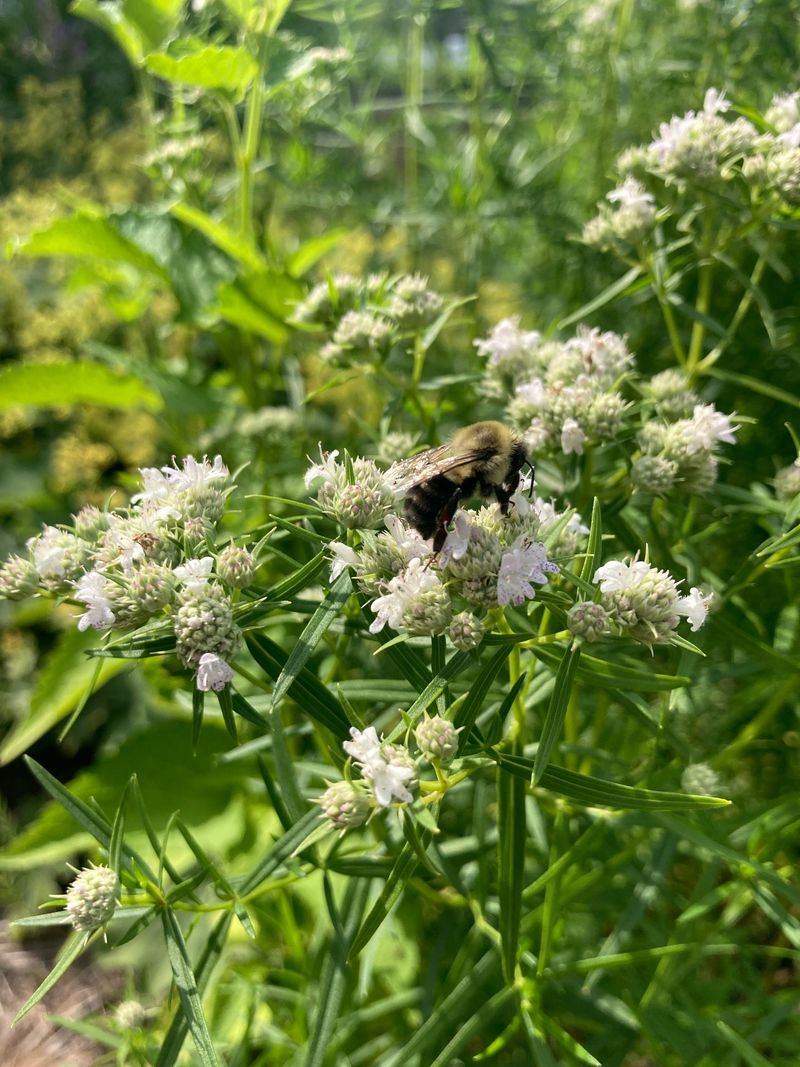 Slender Mountain Mint Is The Plant To Know Slender Mountain Mint Is The Plant To Know