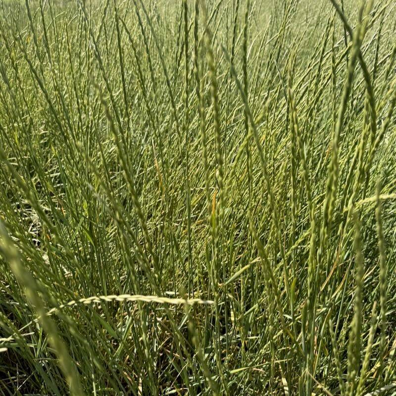 Slender Wheatgrass