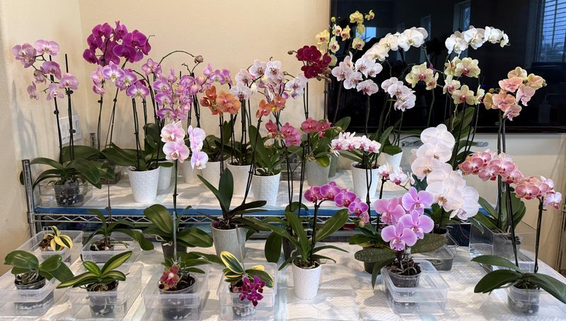 Slow Down Watering As Growth Rests