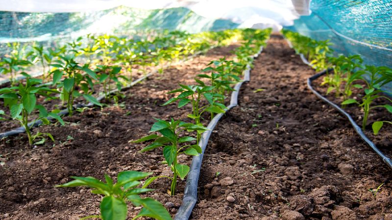 Slow Soaking Works Better Than Fast Watering