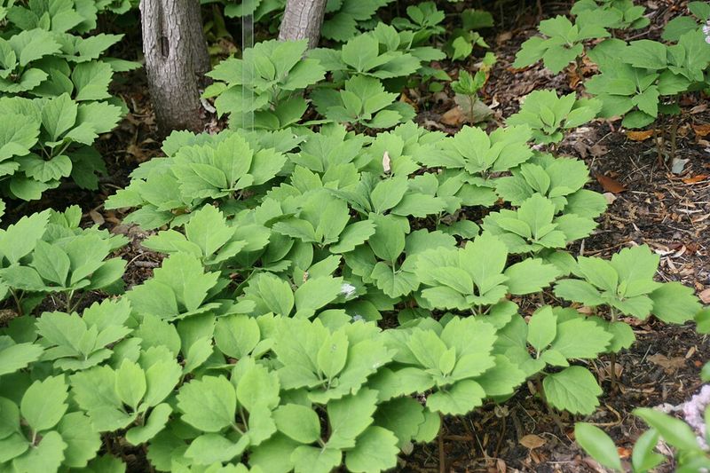Slow Spreading Growth Makes It Easier To Manage