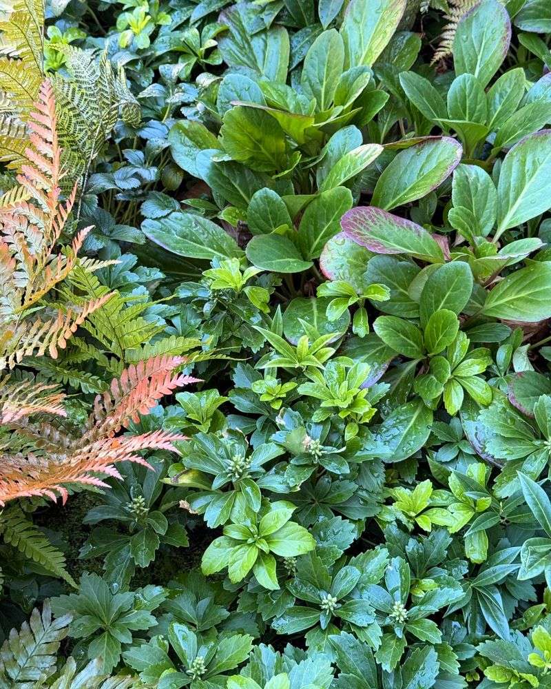 Slow Spreading Keeps Growth More Manageable Slow Spreading Keeps Growth More Manageable