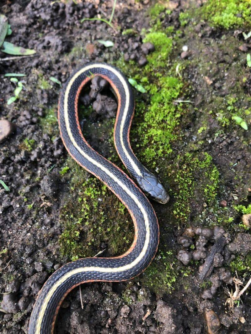 Slugs And Small Pests Could Be Keeping It Around