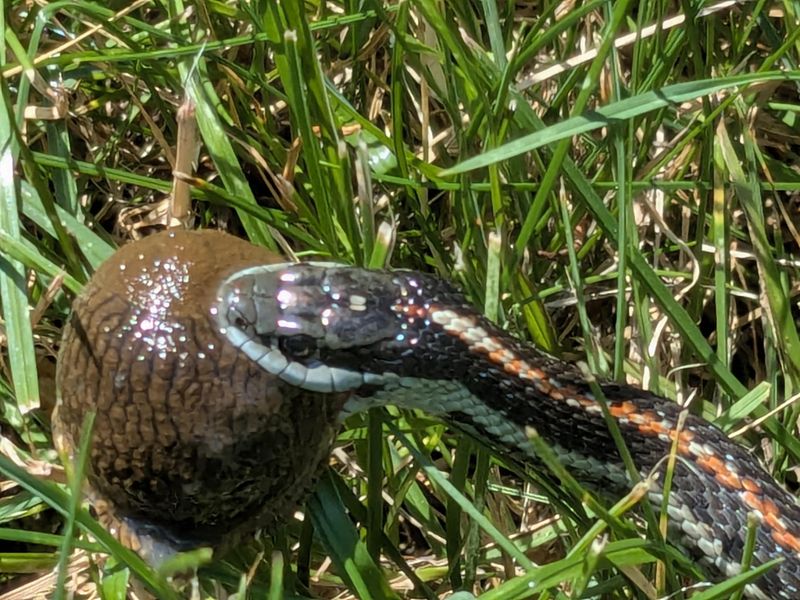Slugs And Snails Put Garden Pests On The Menu