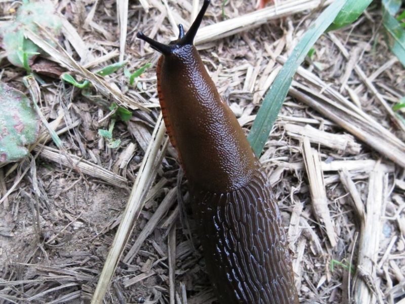 Slugs And Worms Could Be Keeping Them Around
