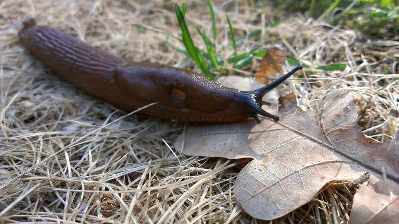 Slugs Loving The Cool Moist Hiding Spots Slugs Loving The Cool Moist Hiding Spots