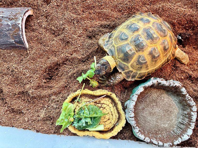 Slugs Worms And Fallen Fruit Offer Natural Food Slugs Worms And Fallen Fruit Offer Natural Food