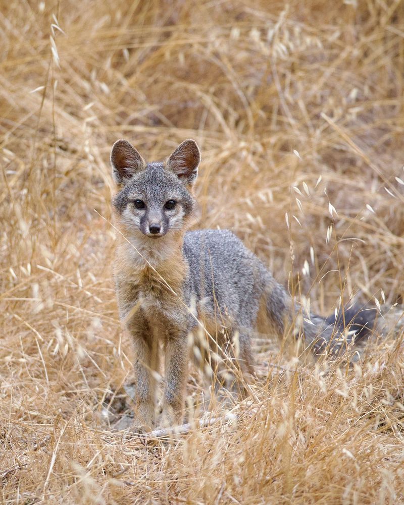 Small Animals Can Provide A Reliable Food Source Small Animals Can Provide A Reliable Food Source