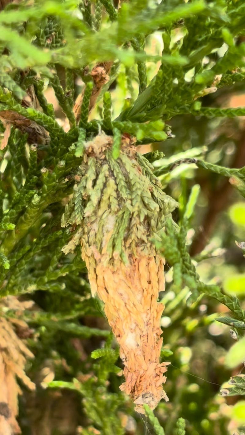 Small Bags Hide The Caterpillars Feeding Inside