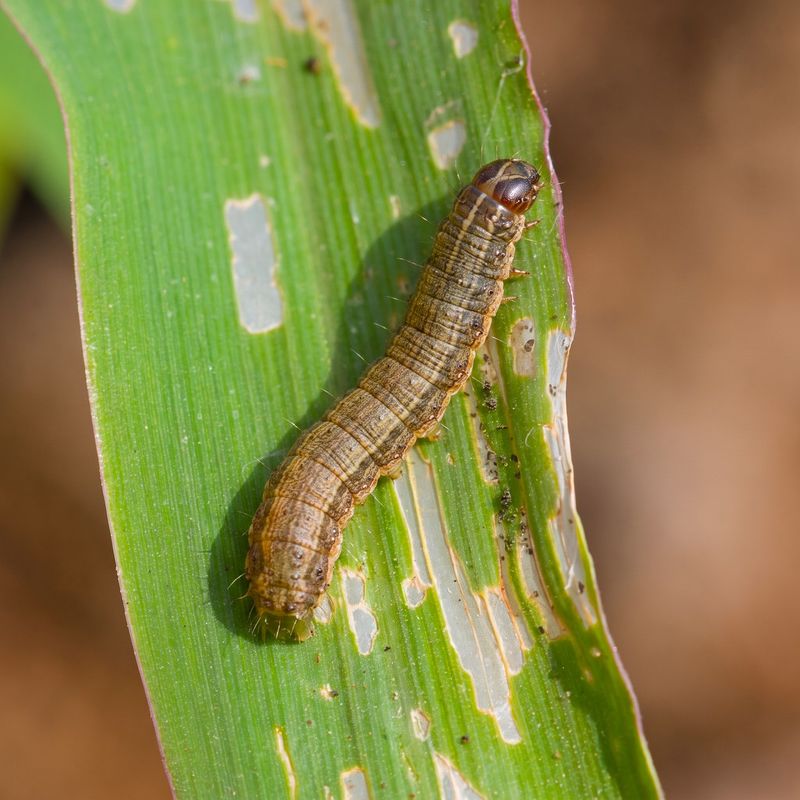Small Caterpillars Are Easier To Control