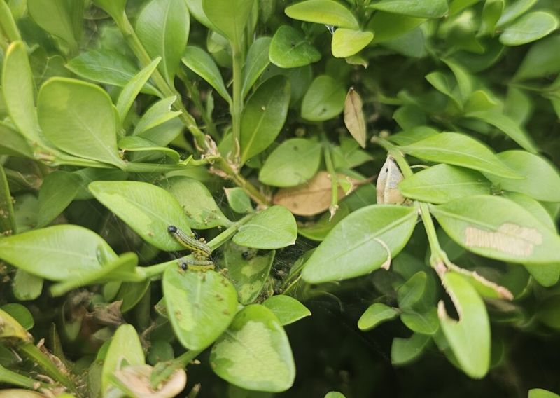 Small Caterpillars Are The Best Time To Make A Treatment Count Small Caterpillars Are The Best Time To Make A Treatment Count