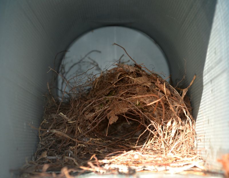 Small Cavities Make Wrens Feel Secure Small Cavities Make Wrens Feel Secure