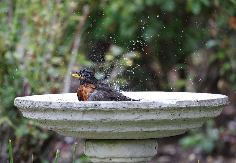 Small Changes That Keep Your Garden Rodent-Free Small Changes That Keep Your Garden Rodent-Free