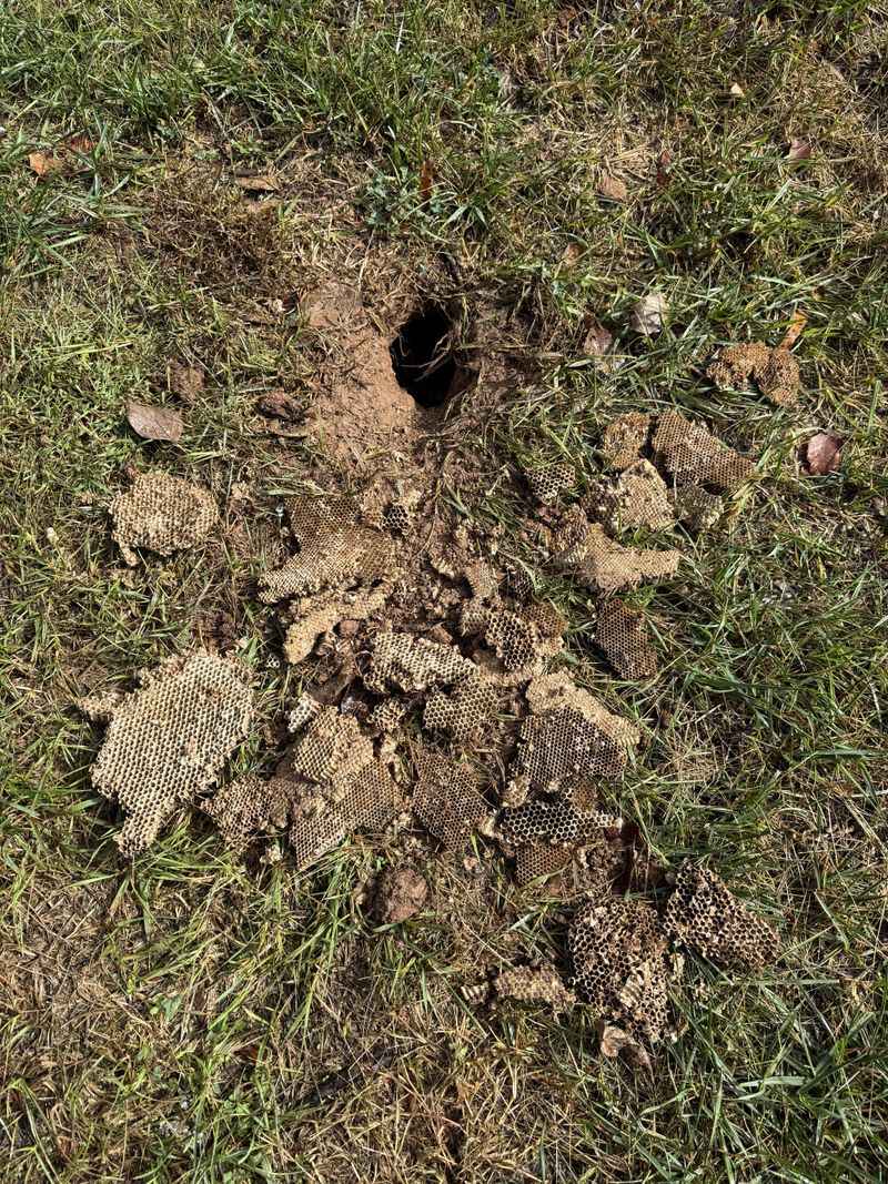 Small Cone-Shaped Holes Point Toward Skunks