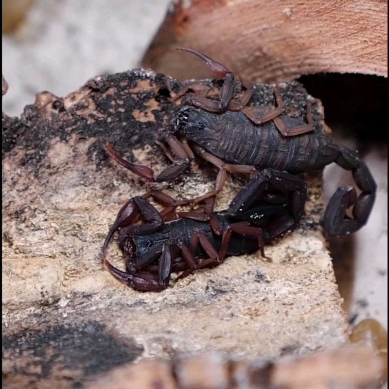 Small Cracks Can Turn Into Easy Scorpion Hideouts