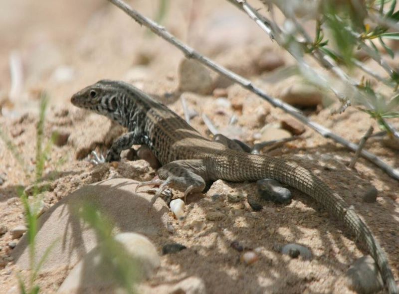 Small Digging Spots Are Part Of Normal Whiptail Behavior