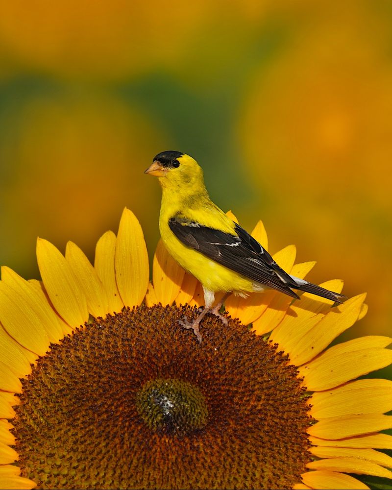 Small Flocks Gather Before Fall Migration Small Flocks Gather Before Fall Migration