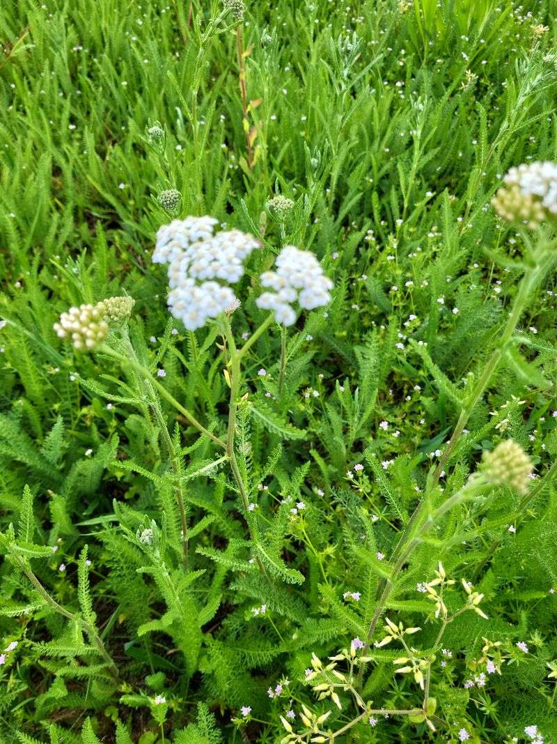 Small Flowers Bring Pollinators Into The Yard