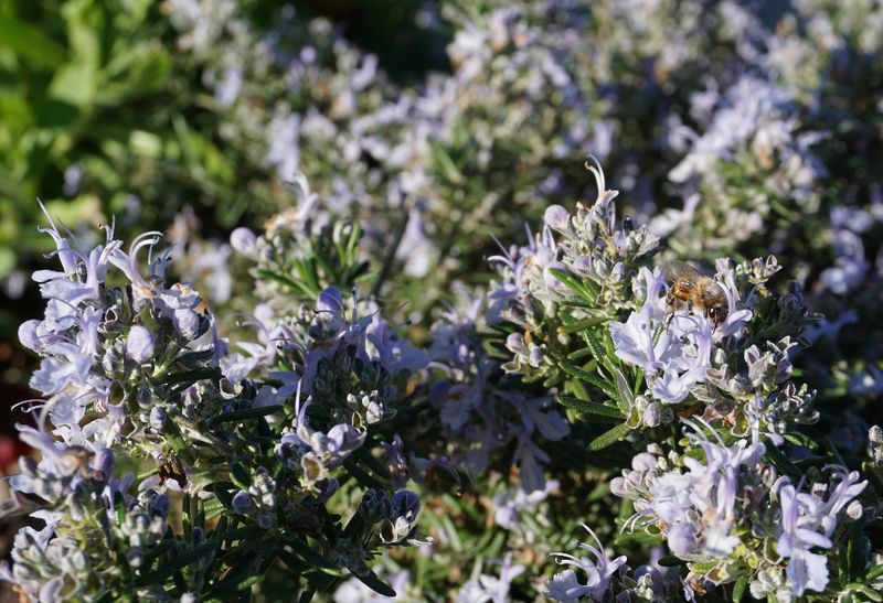 Small Flowers Can Bring Pollinators Close To The Front Yard