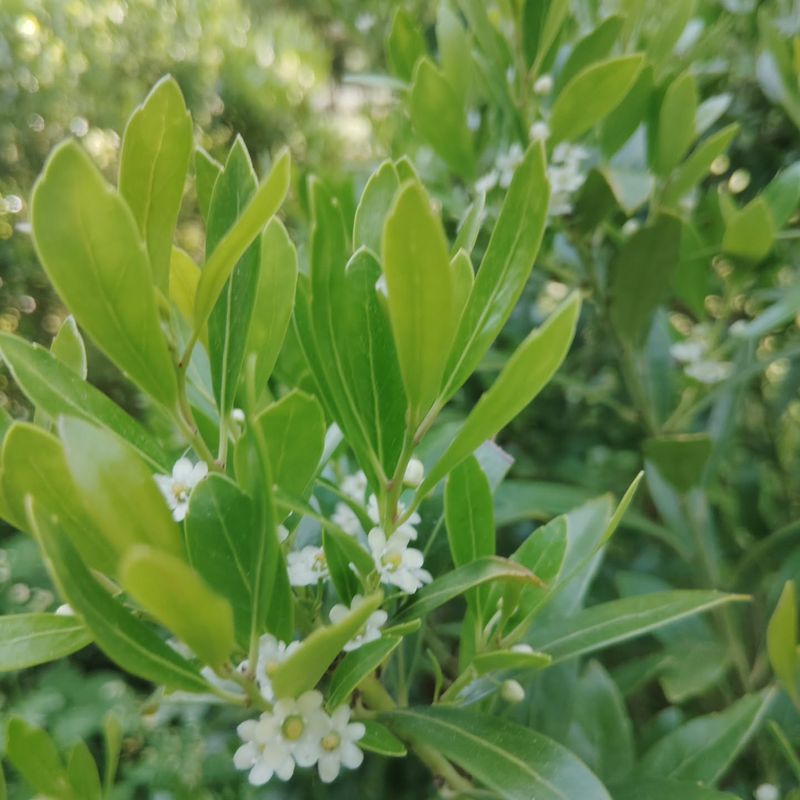 Small Flowers Provide Nectar For Bees