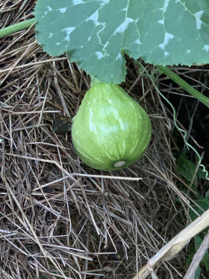 Small-Fruited Seminole Pumpkin Small-Fruited Seminole Pumpkin