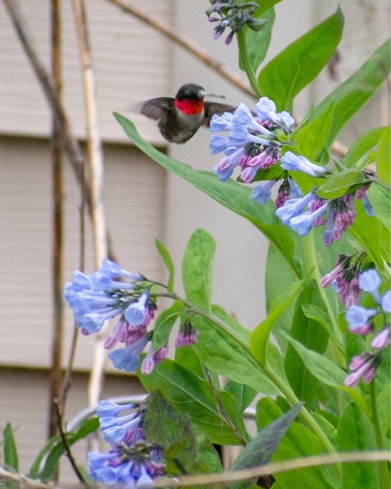 Small Garden Changes That Help Hummingbirds