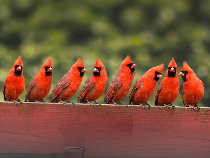 Small Groups Hint That Fall Flocking Is Getting Started