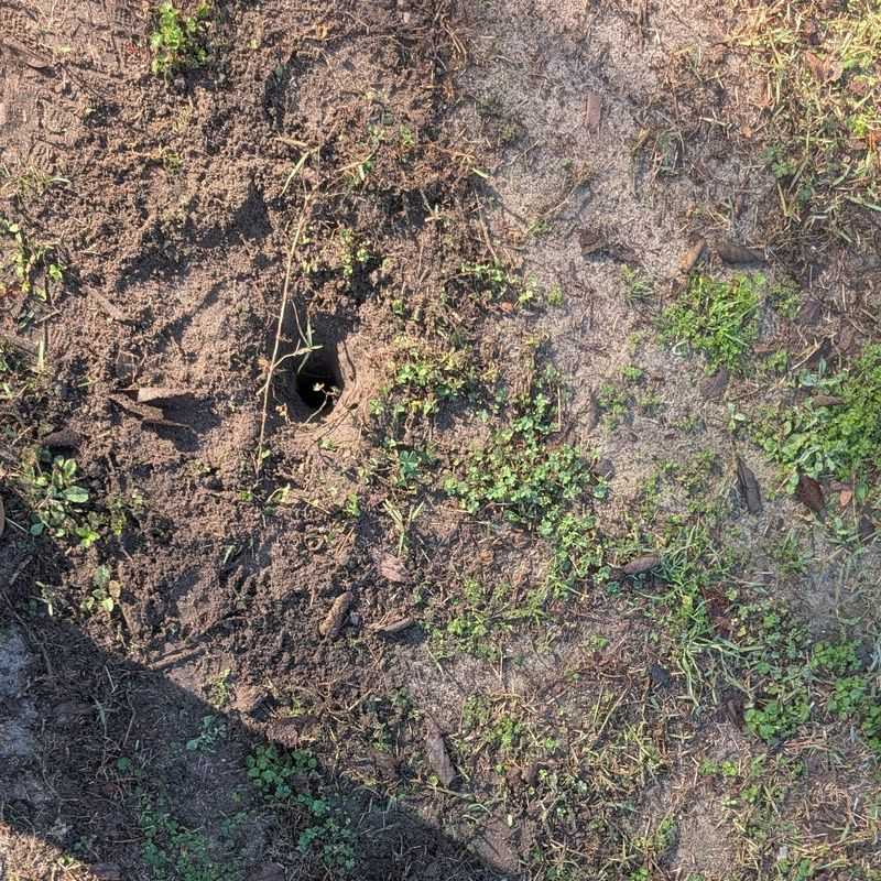 Small Holes Are A Common Sign Of Armadillo Activity