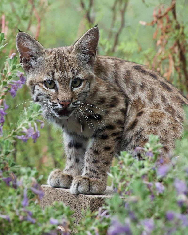 Small Pets Need Extra Care When Bobcats Are Nearby