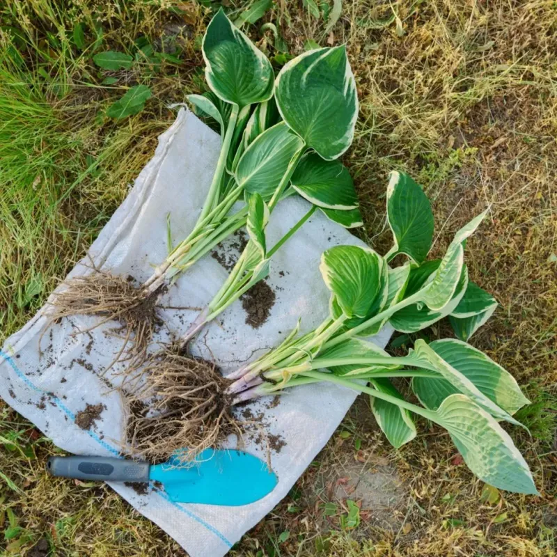 Small Pieces Can Take Longer To Grow Full Again