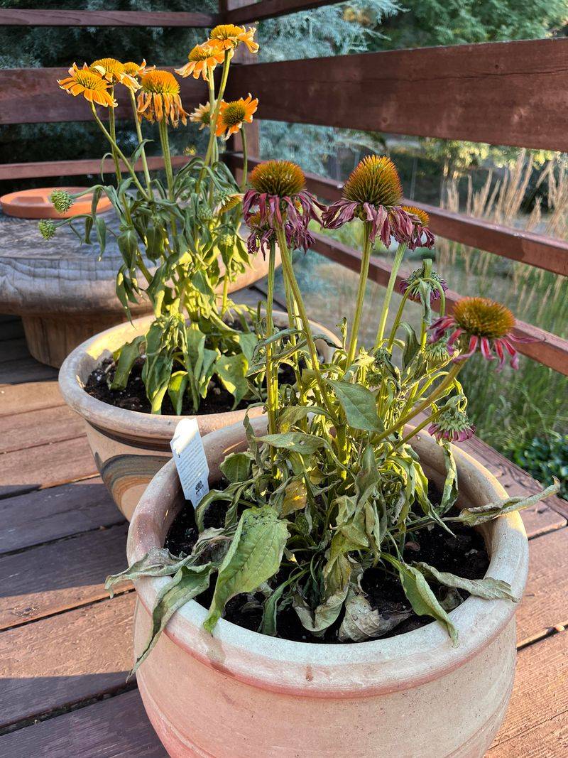 Small Pots Dry Out Surprisingly Fast