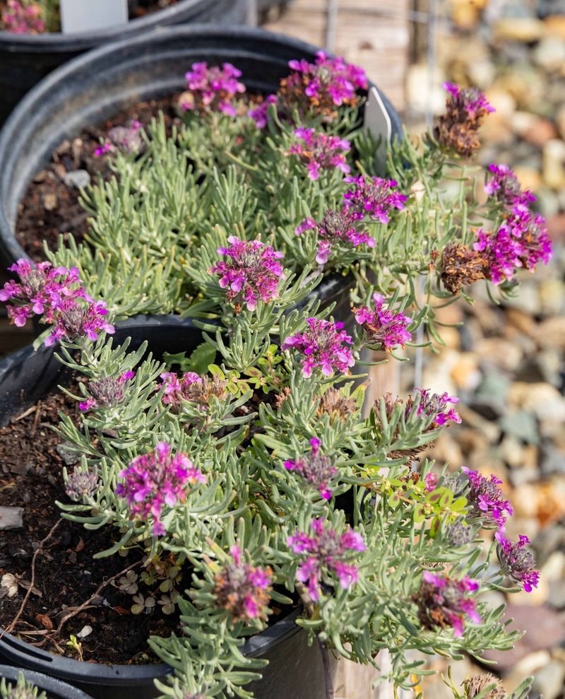 Small Purple Flowers Bring Seasonal Color To Dry Spaces