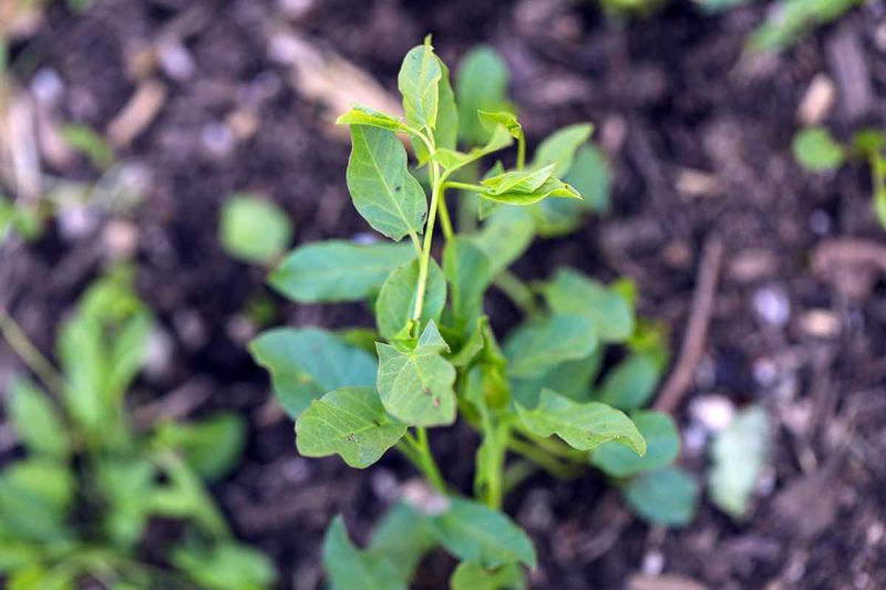 Small Root Pieces Can Produce Fresh New Growth