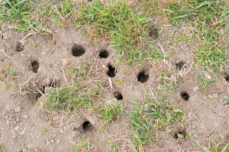 Small Round Holes Show Up Throughout The Yard Small Round Holes Show Up Throughout The Yard