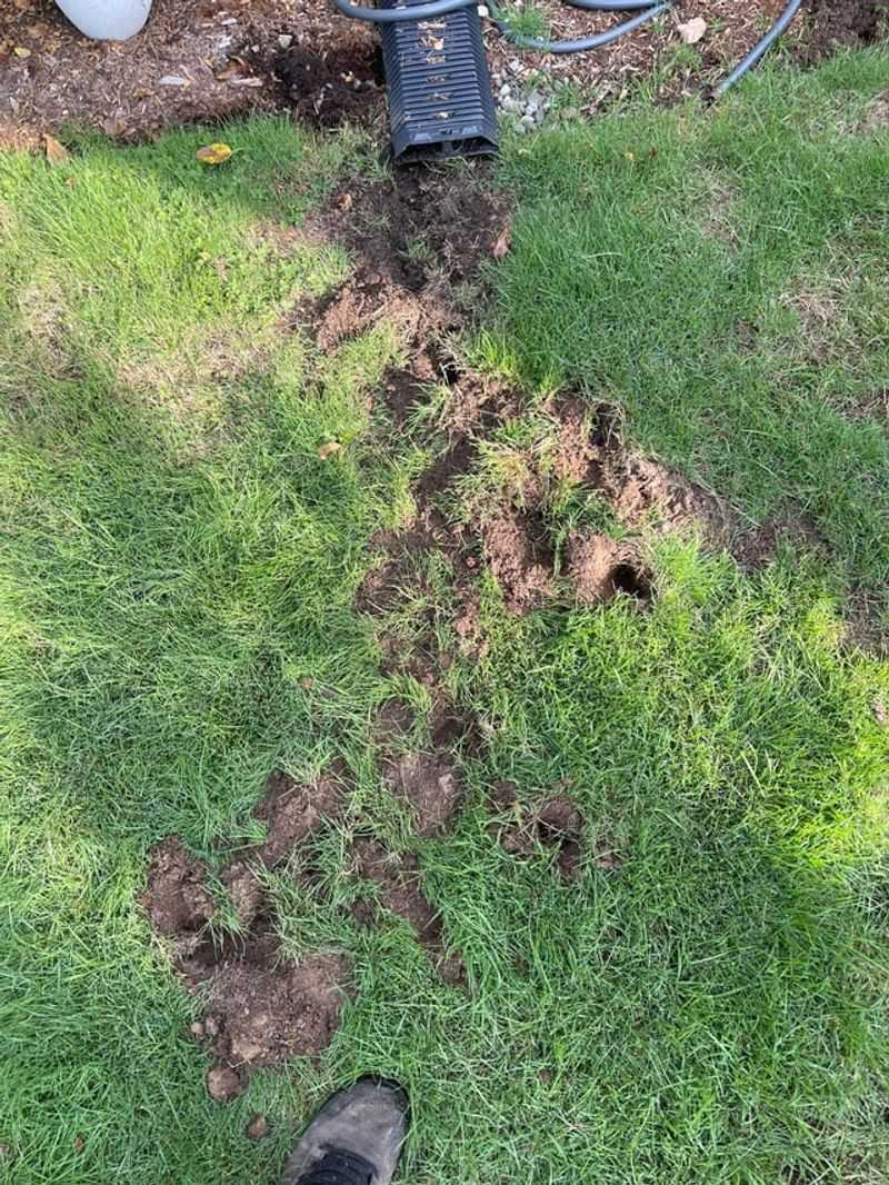 Small Torn-Up Patches Often Point To Overnight Feeding Small Torn-Up Patches Often Point To Overnight Feeding