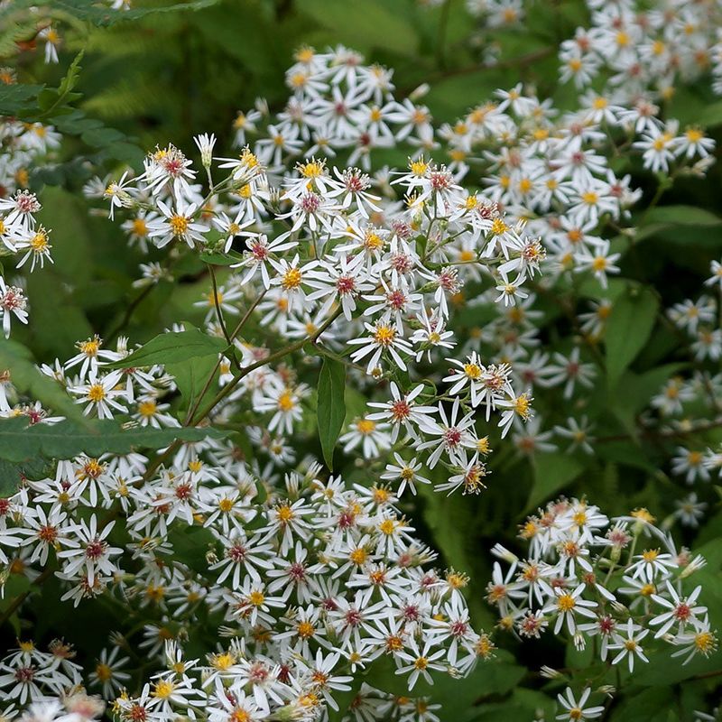 Small White Blooms Brighten Dim Garden Corners Small White Blooms Brighten Dim Garden Corners
