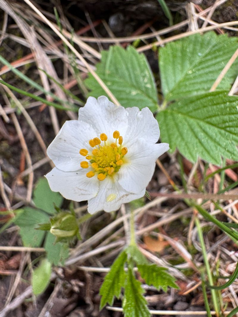 Small White Flowers Bring Springtime Charm Small White Flowers Bring Springtime Charm