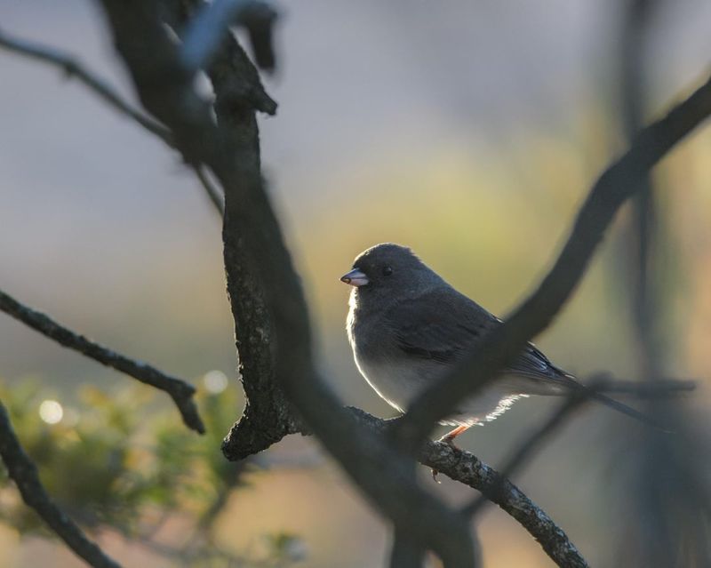 Small Winter Flocks Are A Normal Seasonal Sight Small Winter Flocks Are A Normal Seasonal Sight