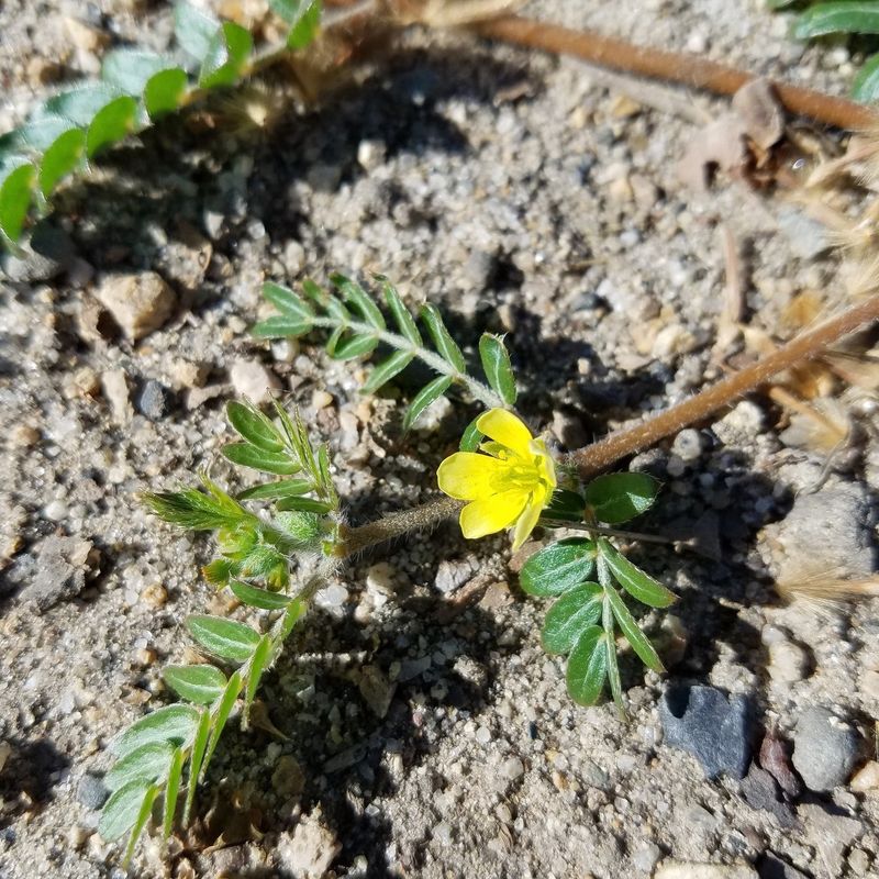 Small Yellow Flowers Are A Warning That Spiny Burs Come Next Small Yellow Flowers Are A Warning That Spiny Burs Come Next