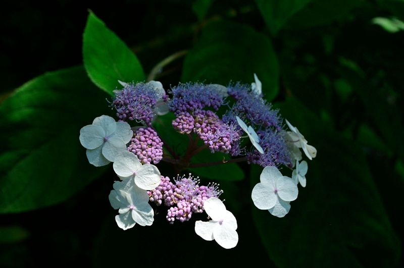 Smaller Or Underdeveloped Flower Heads Smaller Or Underdeveloped Flower Heads