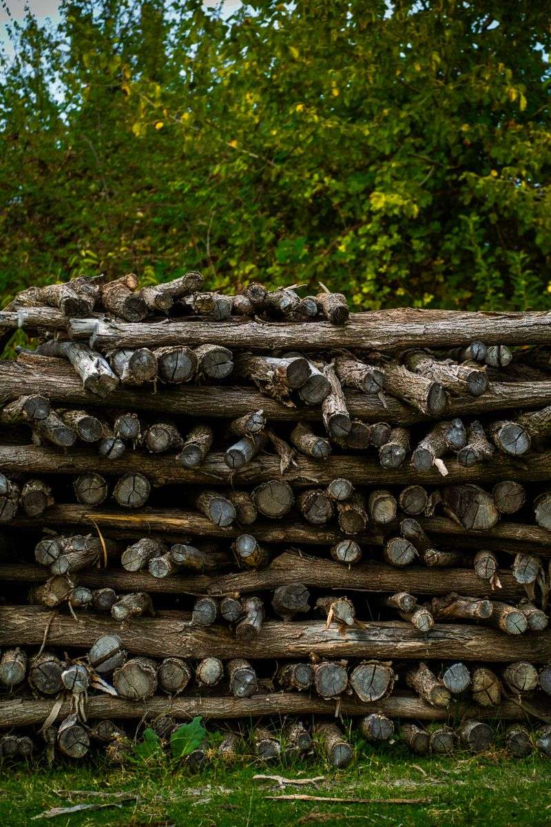 Smart Firewood Habits That Keep Emerald Ash Borer Away