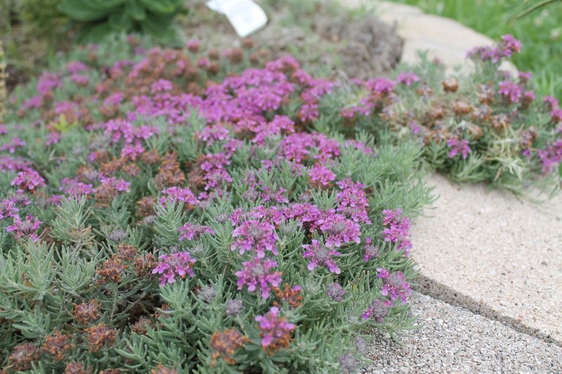 Smart Placement Matters Most When Growing It Near The House