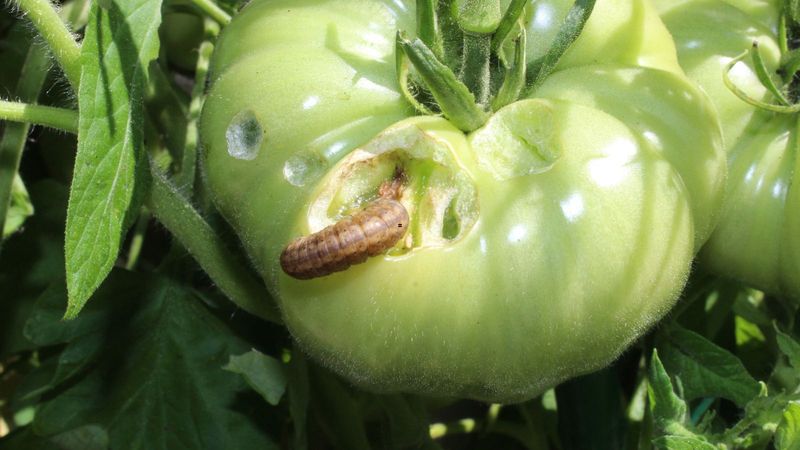 Smart Steps For Tomato Fruitworm Control