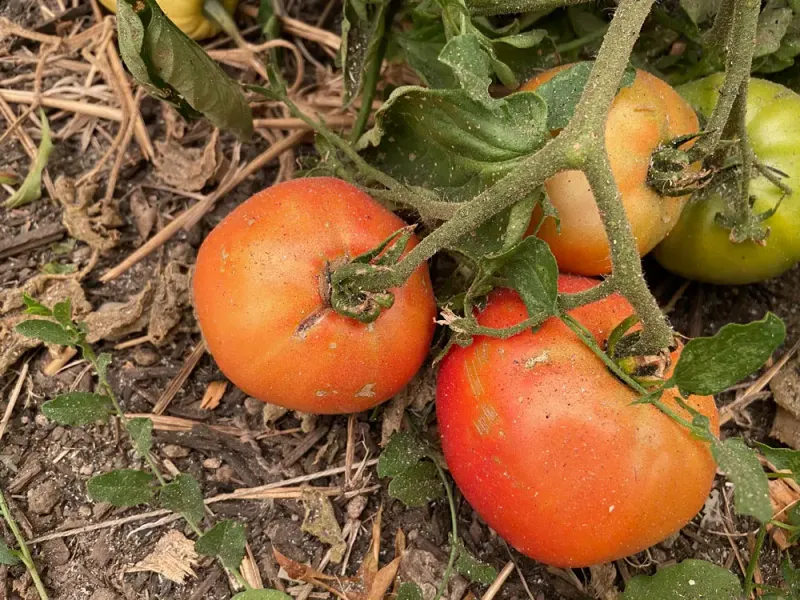 Smoke Dust Can Settle Right On Leaf Surfaces