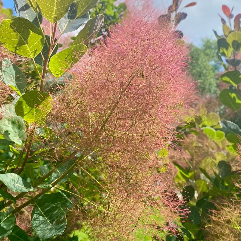 Smoketree Keeps Growth Well Below Lines