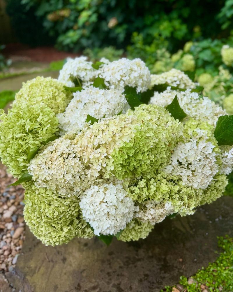 Smooth Hydrangeas Bloom On New Spring Growth