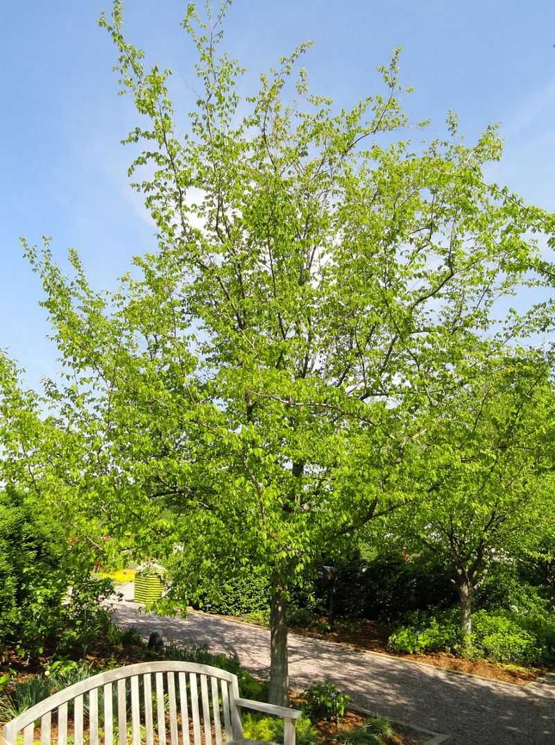 Smooth Muscle-Like Bark Gives It Year-Round Interest