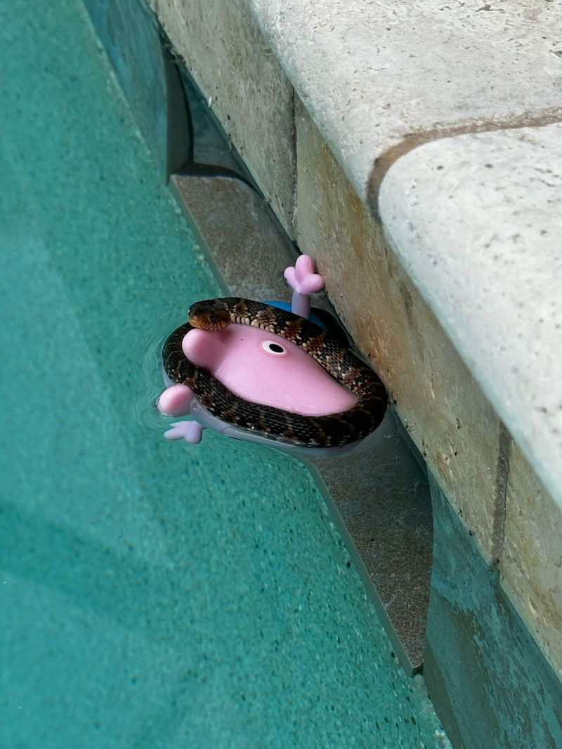 Smooth Pool Walls Can Leave Small Snakes Stuck Smooth Pool Walls Can Leave Small Snakes Stuck