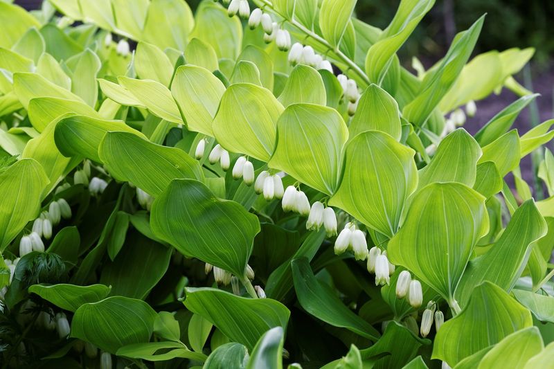 Smooth Solomon's Seal Lifts Shady Borders With Grace