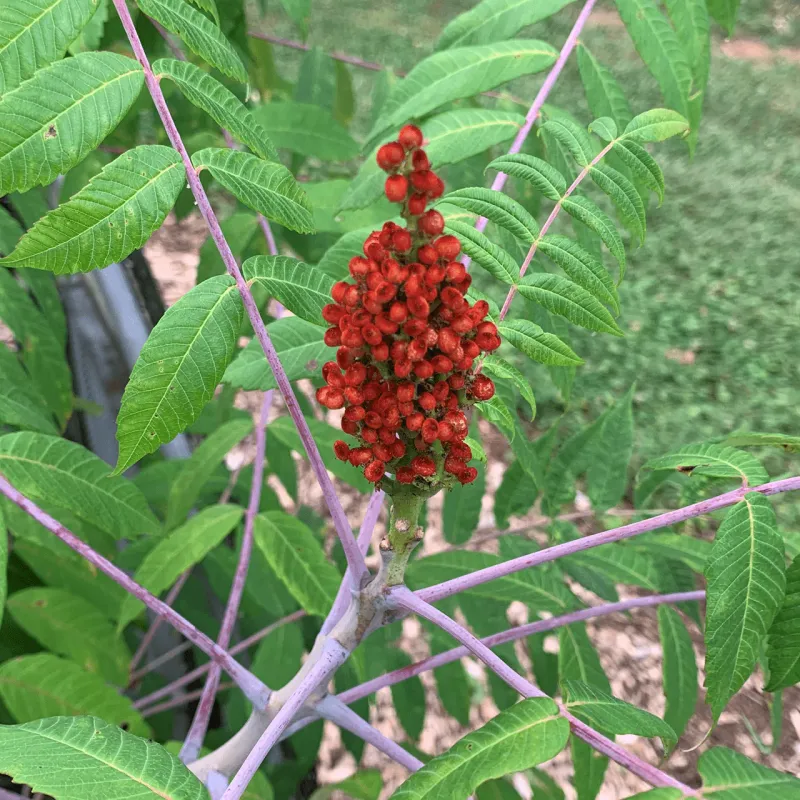 Smooth Sumac Powers Through Peak Summer